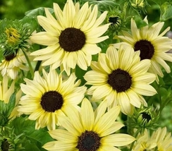 4 oz Easy to Grow Fresh Seeds Sunflower Italian White #TLM1 - $104.99