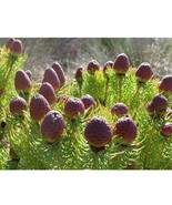 5 SEEDS Leucadendron TERETIFOLIUM Garden Ornamental Plants - Seeds - $28.00