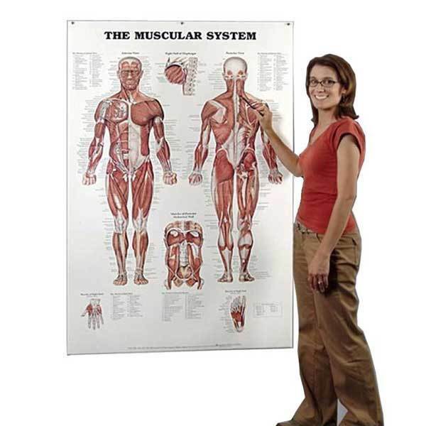 Open Box The Muscular System Giant Chart - Other