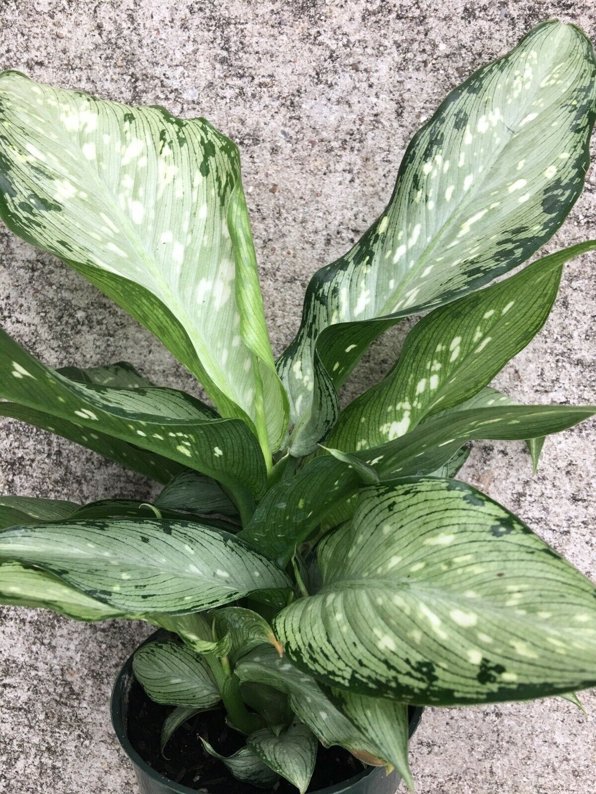 Dieffenbachia maculata plant care information