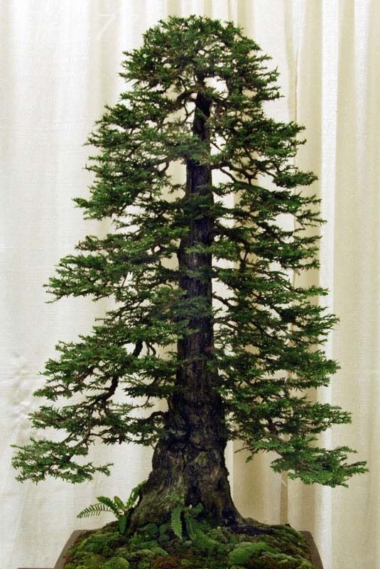 100 seeds Redwood Seeds Sequoia sempervirens Bonsai TALLEST in the