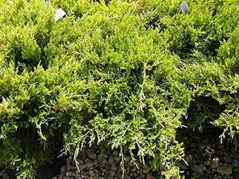 Gold Tip Pfitzer Juniper Live Plants Fast Growing Evergreen