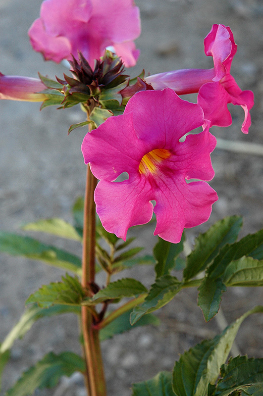 GLOXINIA Pink Flowering Fern 'Incarvillea" 10 Hardy Perennial Seeds