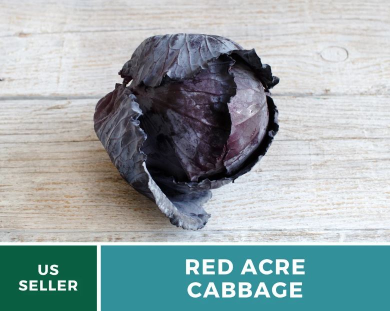 200 Pcs Red Acre Cabbage Seeds Heirloom GMO Free Brasssica oleracea Seed - $19.48