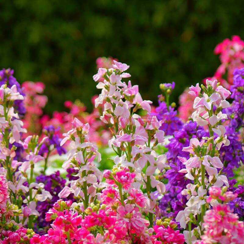 30 Potted Violet Seed Matthiola Incana Beautiful For Garden Flower ...