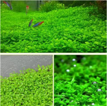 1000 Aquarium Grass Seeds Aquatic Fish Tank Decor Water Plants Seeds - $23.88