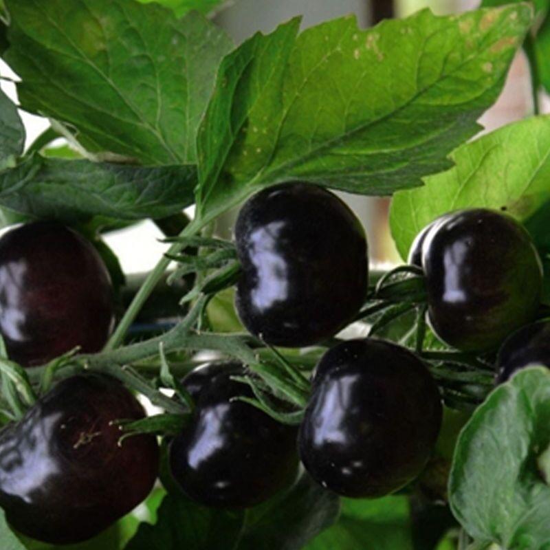 european-black-cherry-tomatoes-30-seeds-sweet-tasty-heirloom-non-gmo