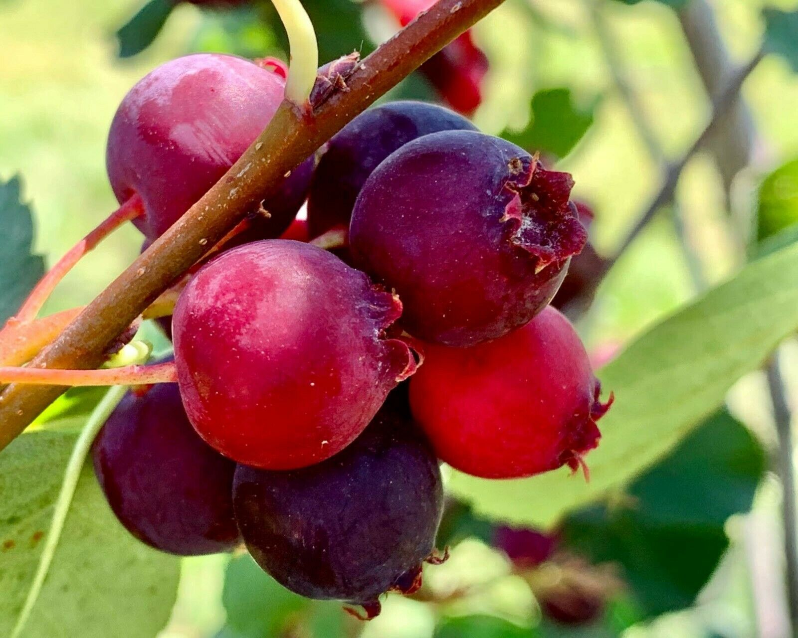 juneberry tie dye t shirt
