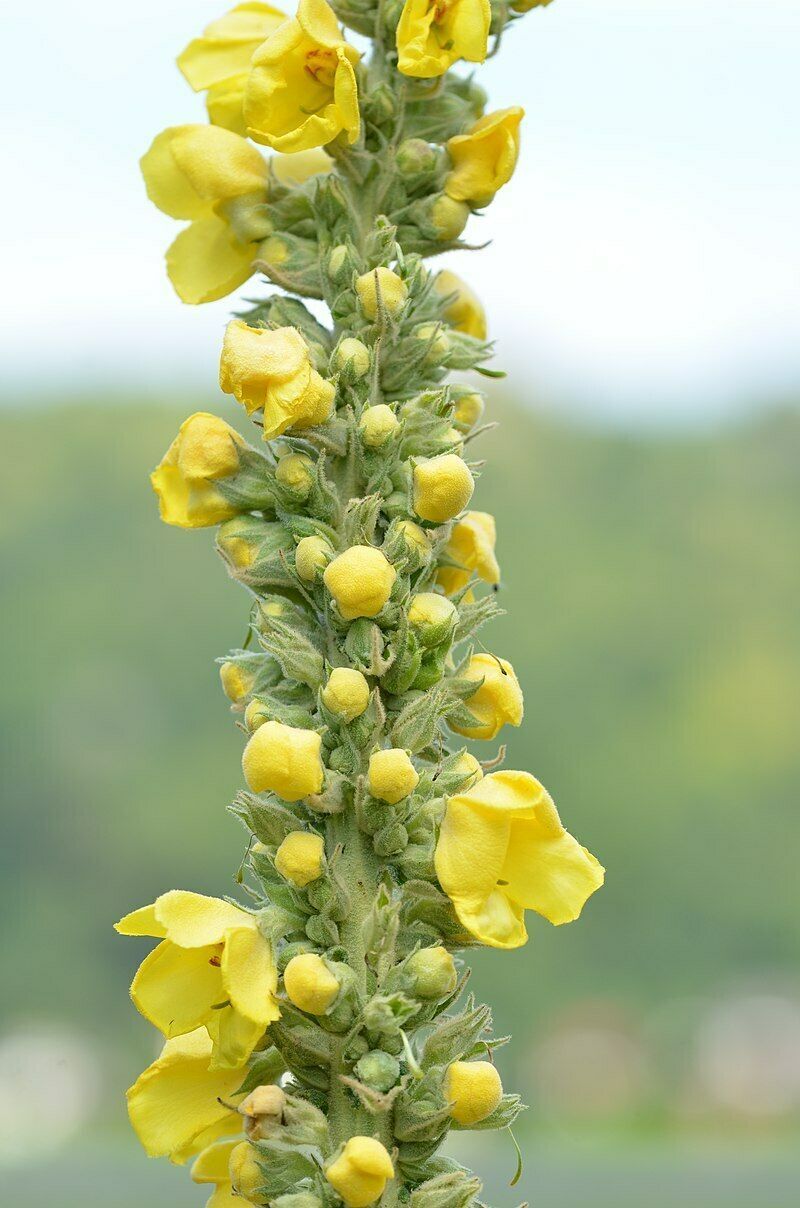 Great mullein 1005 seeds, Verbascum, wooly mullein, 610