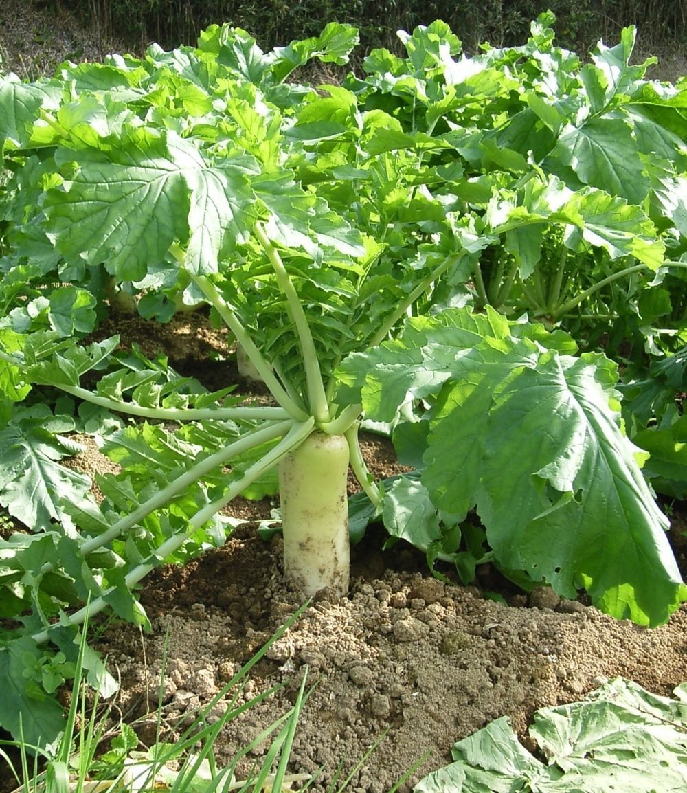 SHIPPED From US, Daikon Forage Radish, Deer Cattle Food Plot Seeds, 3