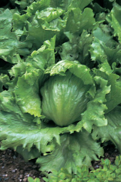 Primary image for 3,000 Lettuce Seeds Crisphead Hanson Improved 80 days