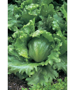 3,000 Lettuce Seeds Crisphead Hanson Improved 80 days - $5.00