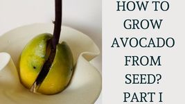 2 Hass Avocado Seeds   -  Organic  -   Non-GMO image 1