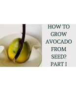 2 Hass Avocado Seeds   -  Organic  -   Non-GMO - $1.98