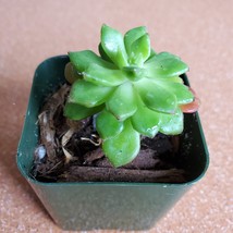 LIVE SUCCULENT Sedeveria Letizia 2" plant, light green rosette waxy leaves image 3