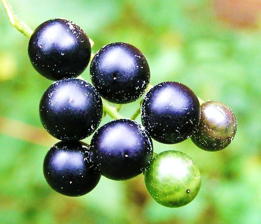 250 seed Solanum Nigrum Black Nightshade