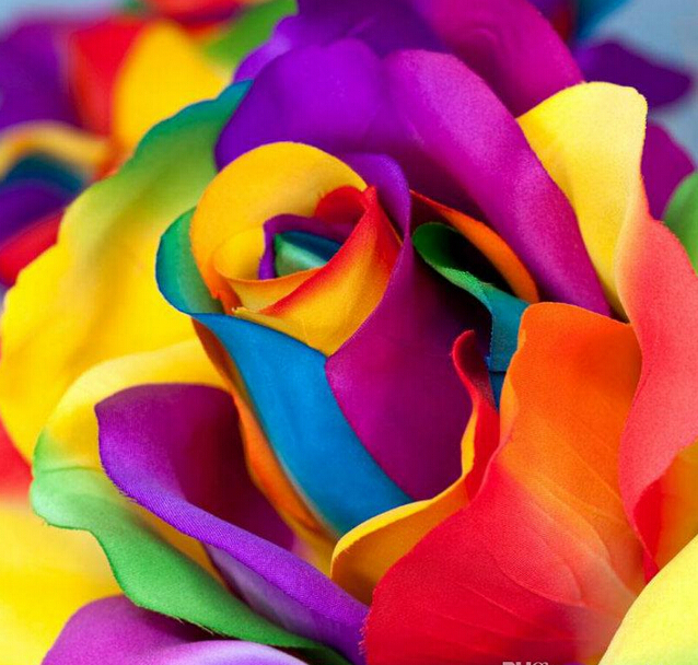 100 pcs Rare Holland Rainbow Rose Seeds Flower Home Garden in bonsai