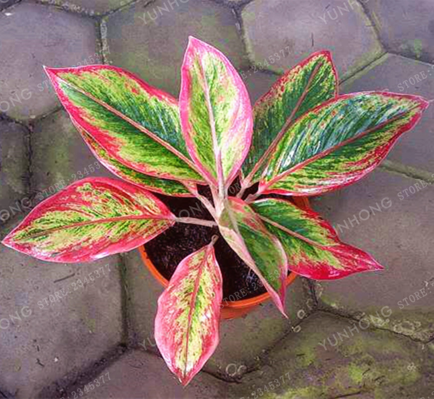 Multi Color Aglaonema  Pink  Dud Beautiful Mosaic Plants 