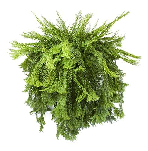 Boston Petticoat Fern Basket- Live Plant in an 8 Inch Pot - Nephrolepis ...