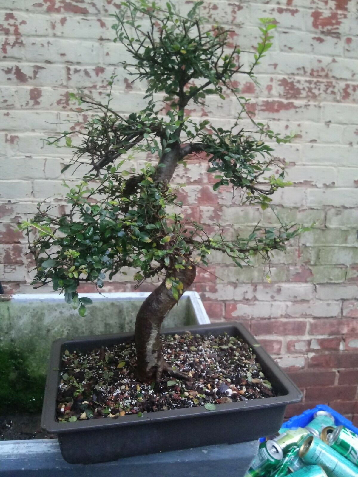 Many Specimen Dwarf Chinese Elm Bonsai / Ulmus parvifolia seiju Bonsai