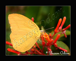 Bb 0066 yellowbutterfly thumb200