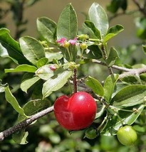 Cherry Plant - Malpighia punicfolia - Acerola - Indoors/Out - 6" pot image 1
