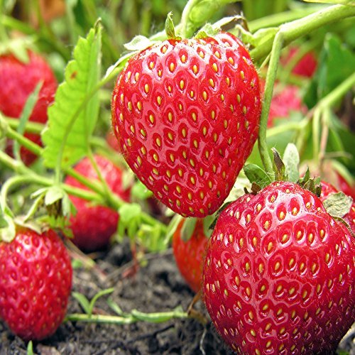 Mayflower June Bearing 25 Live Strawberry Plants, Non GMO,
