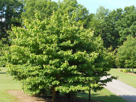 Pink Dogwood quart pot image 6