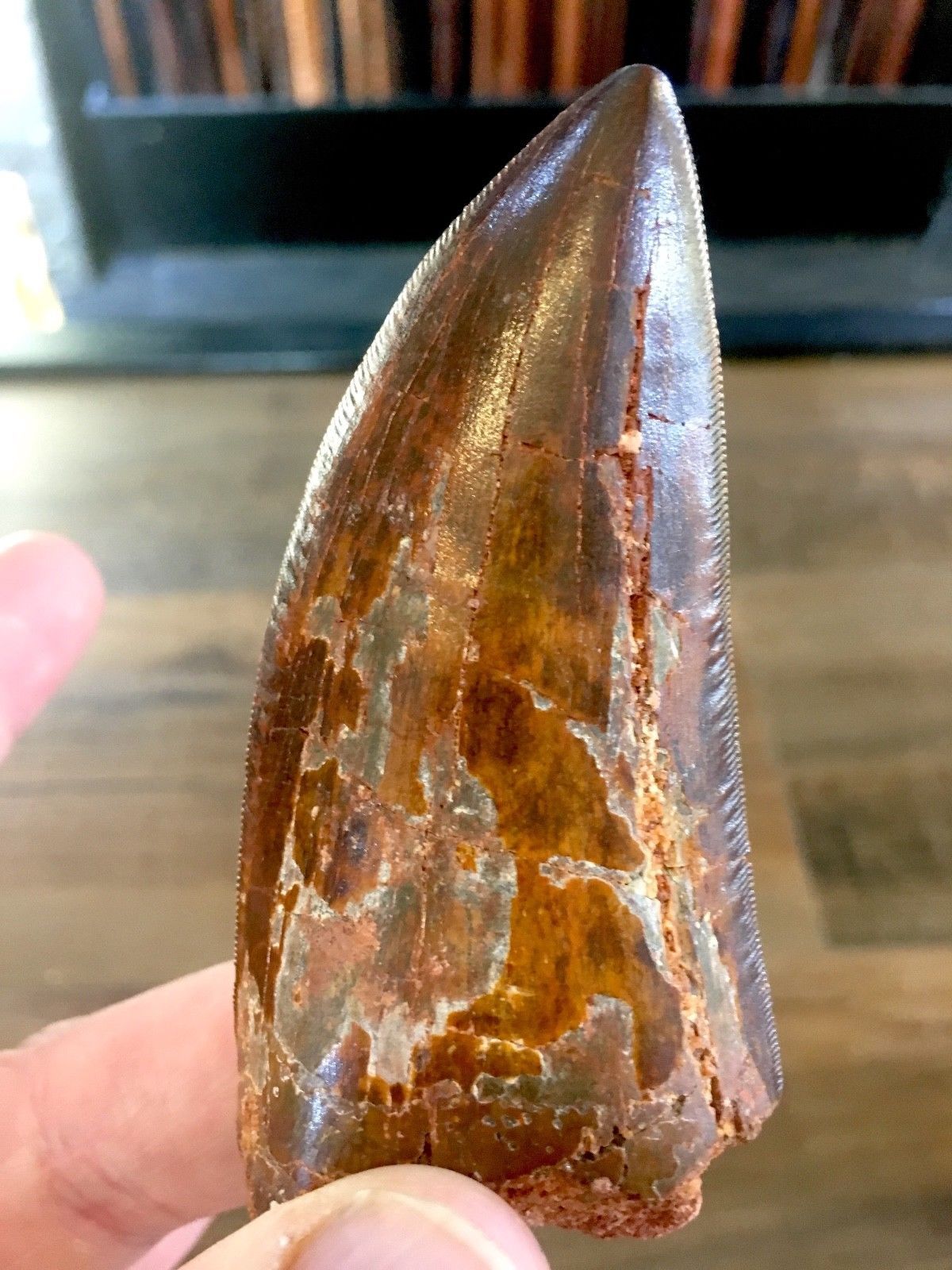 authentic trex tooth