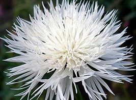 Bachelor Button, Tall White Seeds, Organic, 100 Seeds, Beautiful White Colored B - $5.99