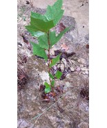 American Sycamore Tree - 2 year old tree 24 + inches tall - SALE - 3 DAY... - $29.65