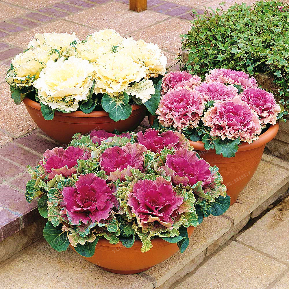 Where to buy ornamental cabbage plants information