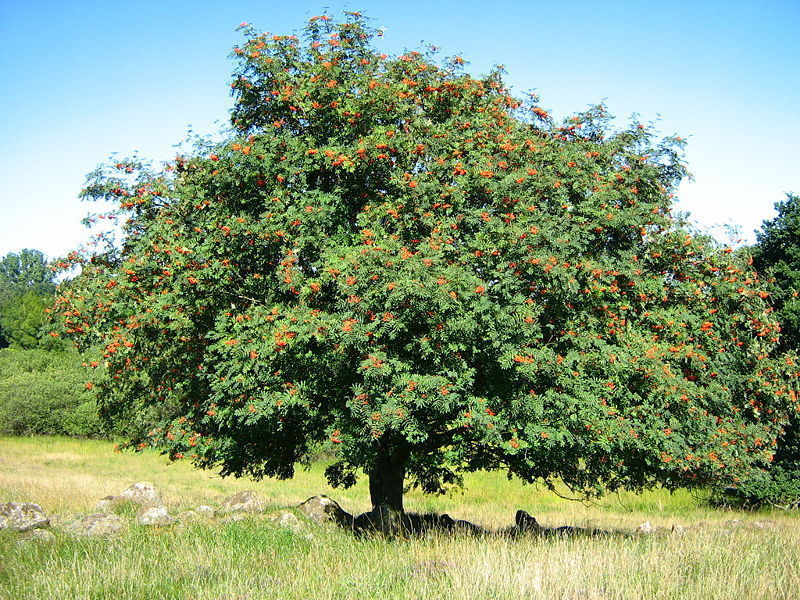 Rowan, (European Mountain Ash), Sorbus Aucuparia, Tree 100 Seeds - Tree ...