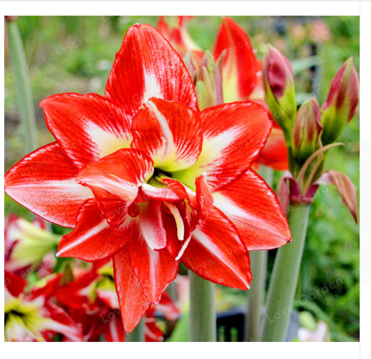 True Amaryllis Bulbs Barbados Lily Root Hippeastrum Bulb,Not Seed - 2 ...