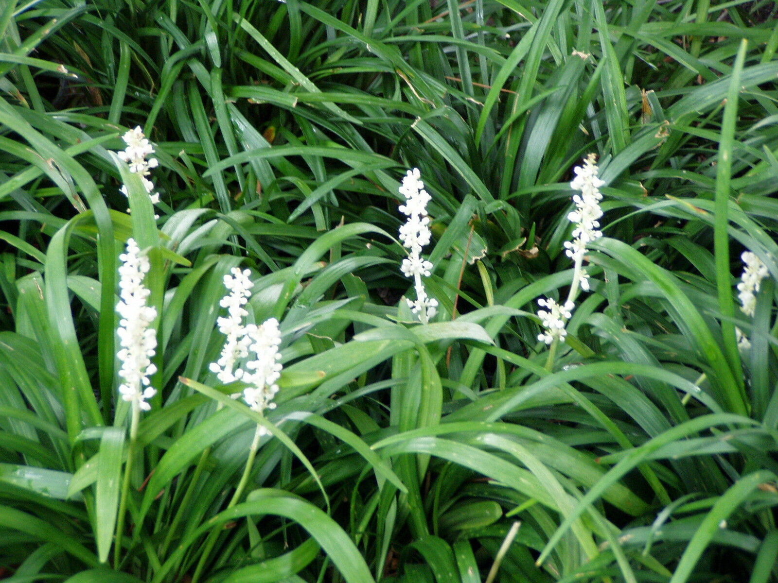 Liriope muscari 'Monroe White' 12 Plants in 3-1/2 inch Pots FREE ...