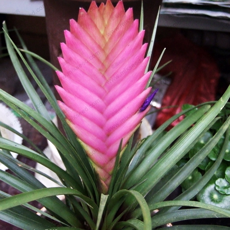 50Seeds Mixed Color Purple Flower Pineapple Tillandsia Cyanea Seeds ...