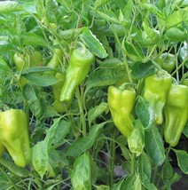 Cubanelle Pepper Seeds | Heirloom | Organic | Sweet Pepper | Vegetable | - $1.98+