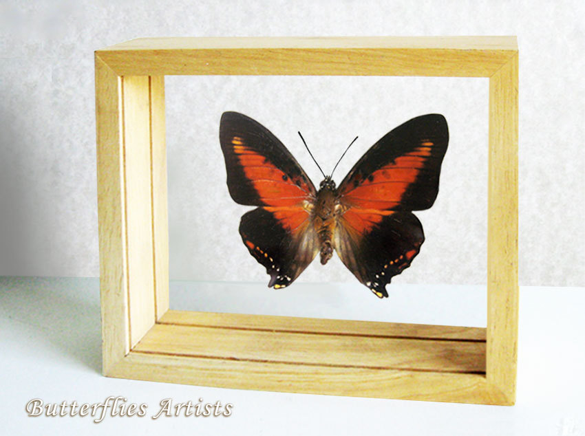 Charaxes Zingha Red Heart Butterfly Entomology Collectible Double Glass Display - $58.99