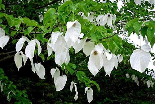 10 Seed, Hardy Dove Tree, Handkerchief or Ghost Tree,