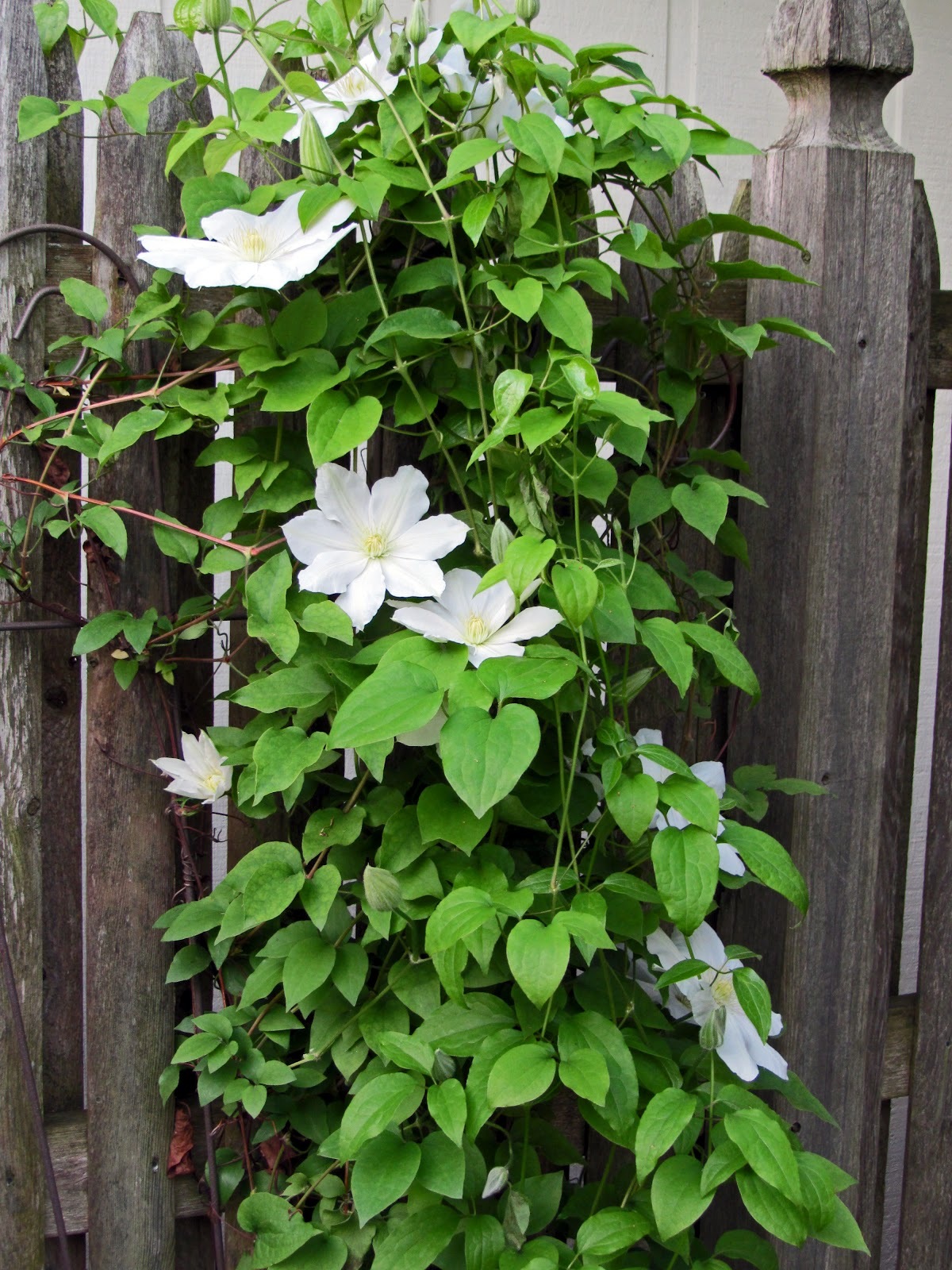 2.5" Pot Henryi Clematis Vine Pure White Gardening Outdoor