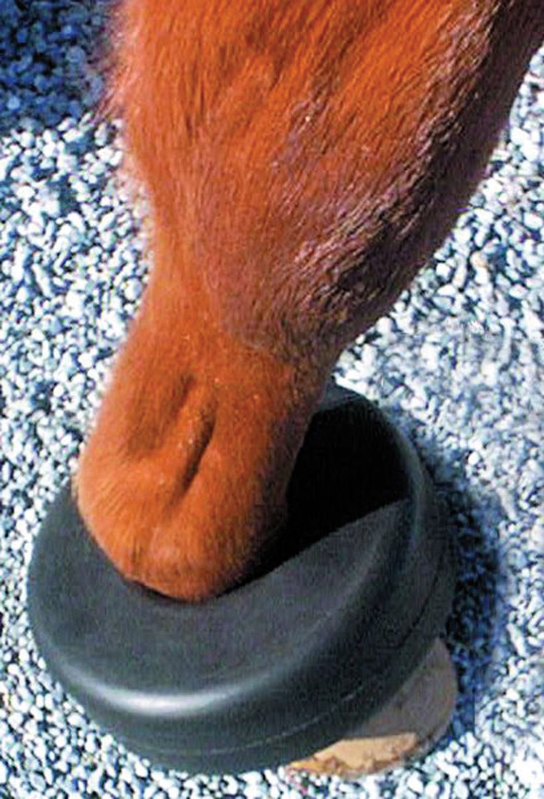Horse And Livestock Prime - Shoe Boil Boot