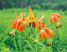 5 Turk's Cap Lily root bulbs  Lilium superbum image 4