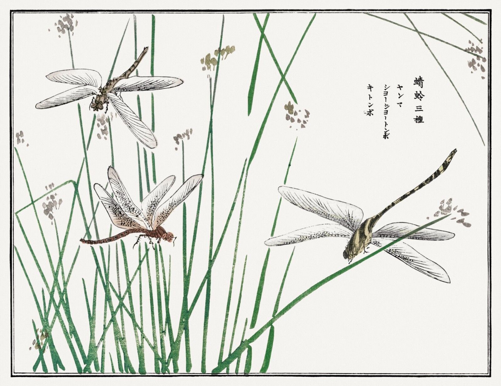 10065.Decor Poster.Room home wall.1910 Japan print.Morimoto Toko art.Dragonflies