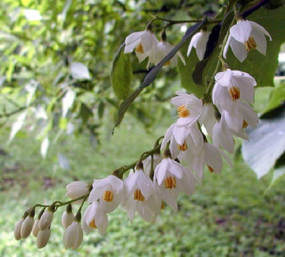 4 Pcs Fragrant Snowbell Styrax Obassia Tree Seeds Tree Seeds 6314