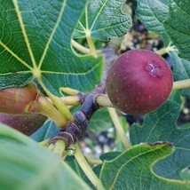 Brown Turkey Fig, 1+ Quart, Dark Purple image 1