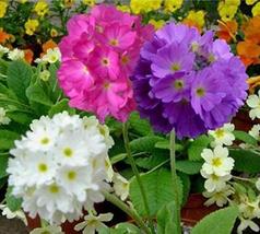 “ 100 PCS Primrose Primula Seeds - Mixed Pink Purple White Flowers GIM “ - $17.08