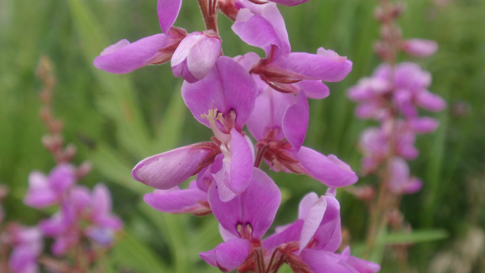 trefoil, showy tick, PERENNIAL, PINK flower, 100 seeds! - Seeds