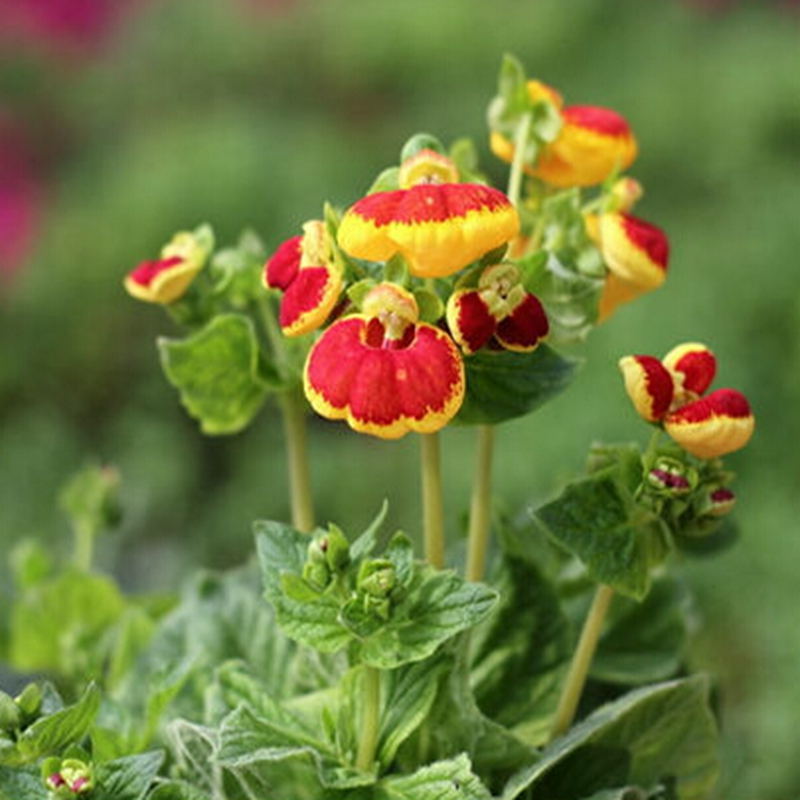 50 Seeds Pocketbook Plant Calceolaria Crenatiflora Seeds Bright Color