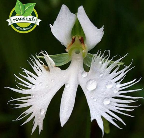 World's Rare Flower Japanese Radiata DEMANGAN White Dove Orchids 50PCS ...