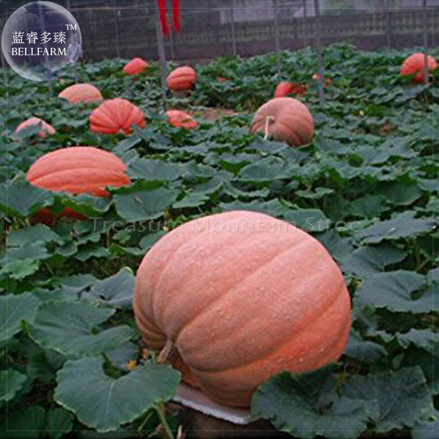5 seeds Pumpkin F1 Sunlight Vegetable